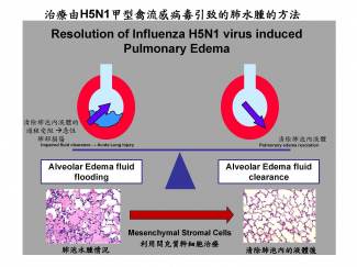 The photo shows that mesenchymal stromal cells can effectively clear the fluid accumulating within the lung alveoli.